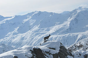 Utsikt från Top Mountain Star