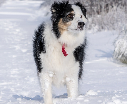 Ta med dig hunden på skidsemestern